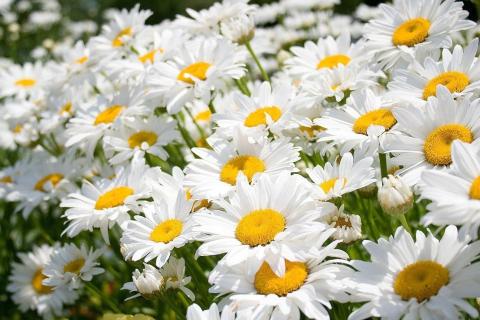 Месячник по туберкулезу